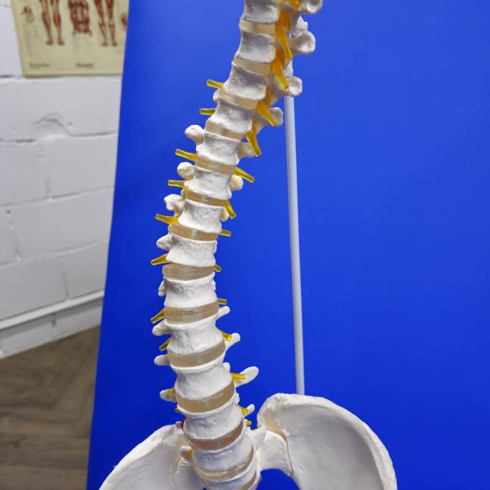 Anatomski model kicme kraljeznice kraljesnica kicma kraljeznica kostur