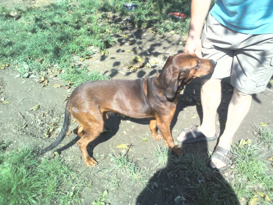 Povišeni brak jazavčar