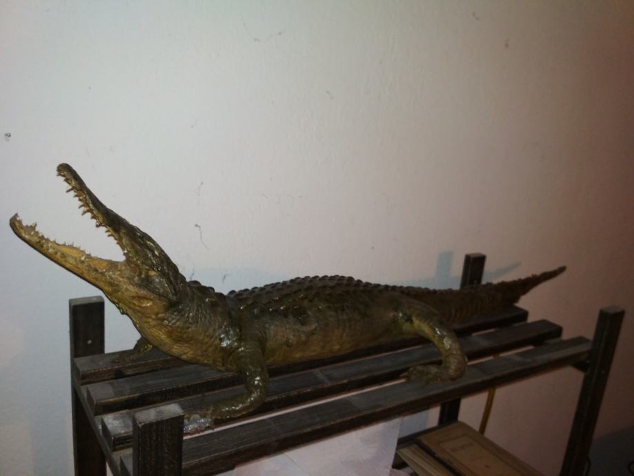 Preparirani krokodil, 30 godina star, 105cm, PROCITATI NAPOMENU