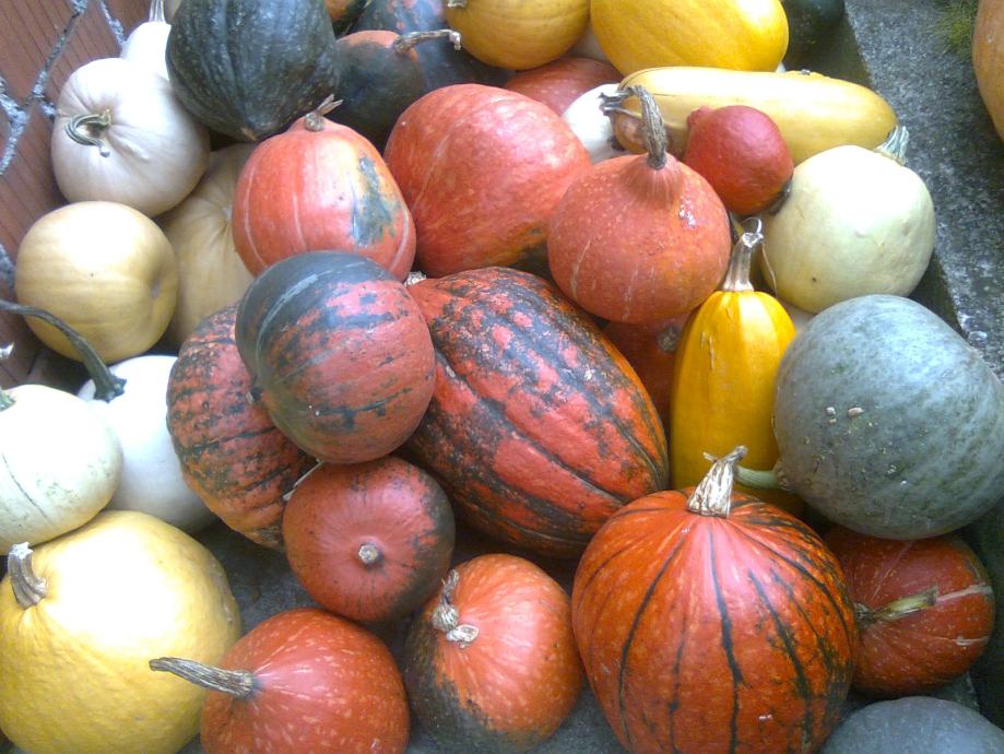 HOKAIDO TIKVA,crvena tikva / 20 sjemenki je 20 kuna /098 562 209