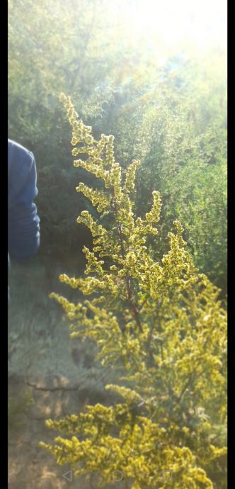 Slatki pelin ( eterično ulje) Artemisia annua