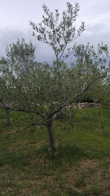 Stabla maslina (kao ukrasno stablo za vaše dvorište)