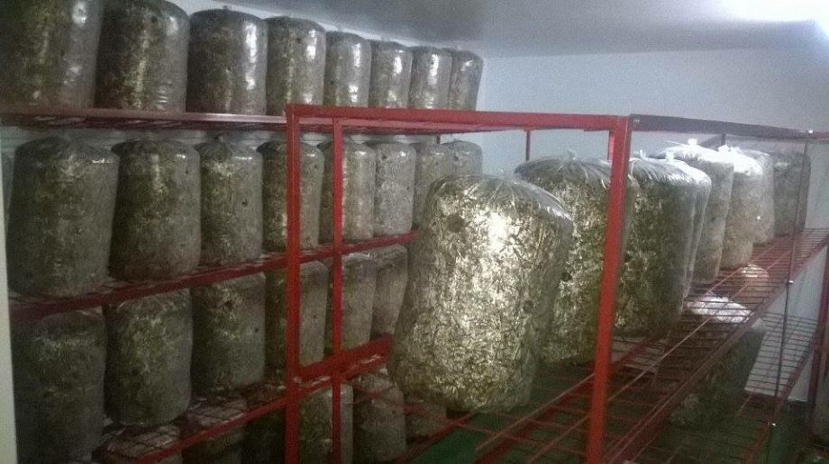 Supstrat za uzgoj gljiva bukovača