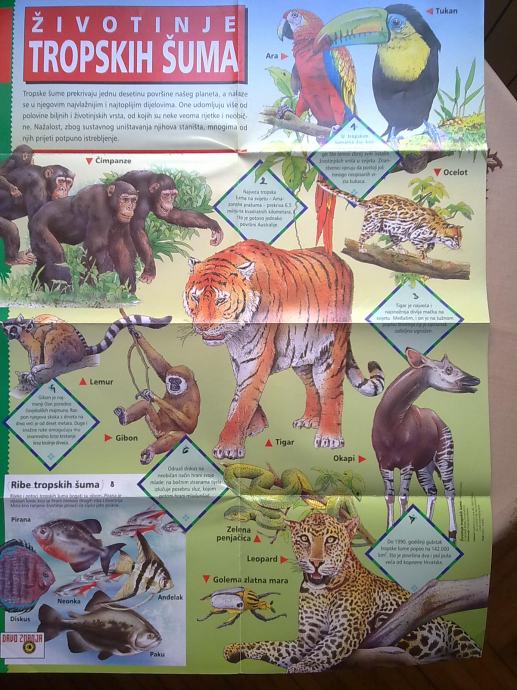 Životinje tropskih šuma poster iz drva znanja