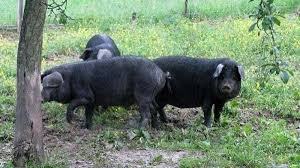 Crne slavonske svinje-bekoni-prodajem ili mijenjam