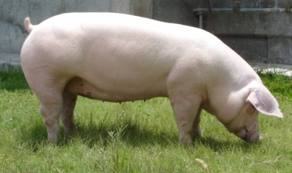 svinja za klanje ( 120-130kg) 15kn Dugo Selo-Lupoglav