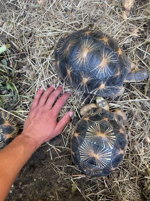 ASTROCHELYS RADIATA