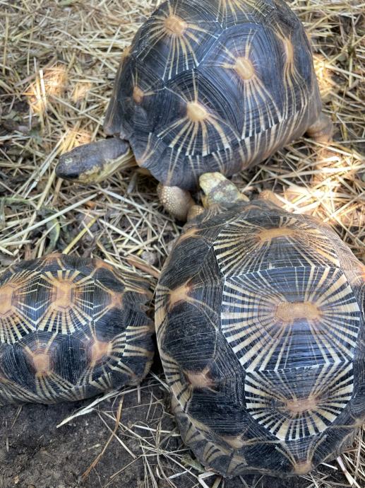 ASTROCHELYS RADIATA