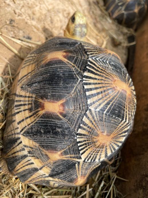 ASTROCHELYS RADIATA