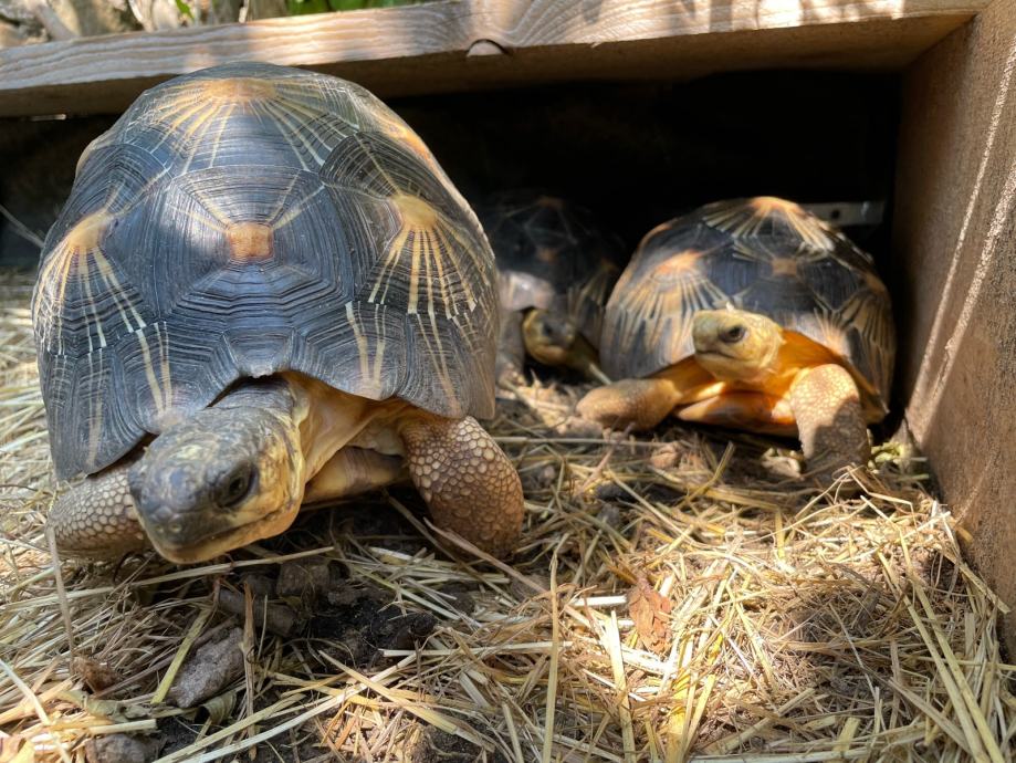 ASTROCHELYS RADIATA