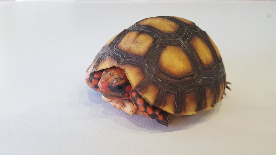 Crvenonoga kornjača - Chelonoidis carbonaria