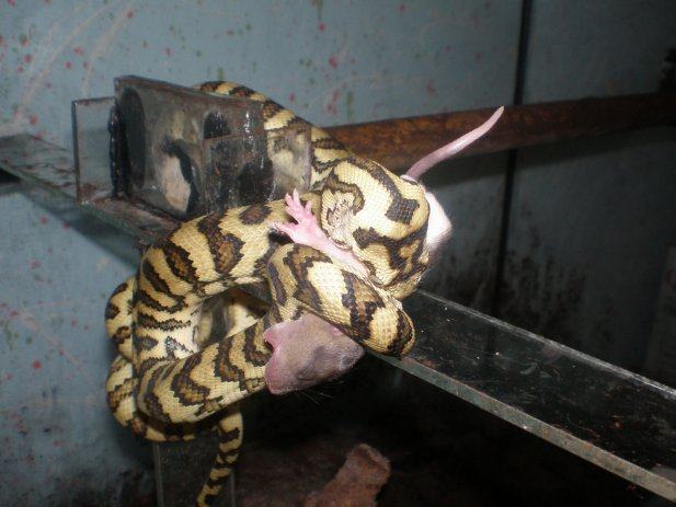 Diamond jungle jaguar