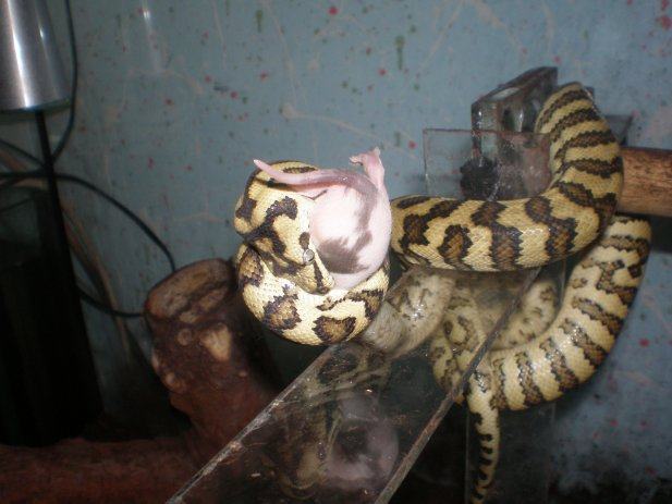Diamond jungle jaguar