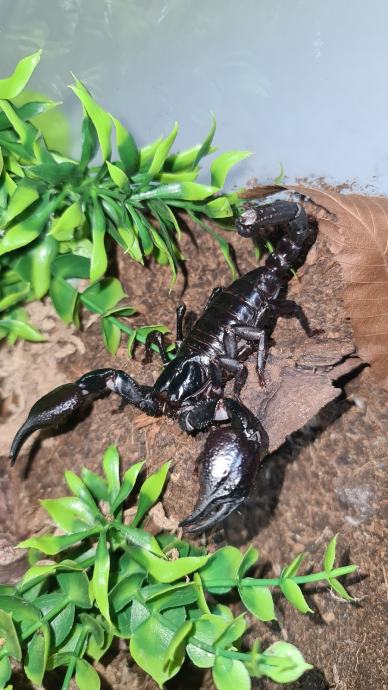 Heterometrus spinifer - azijski sumski skorpion