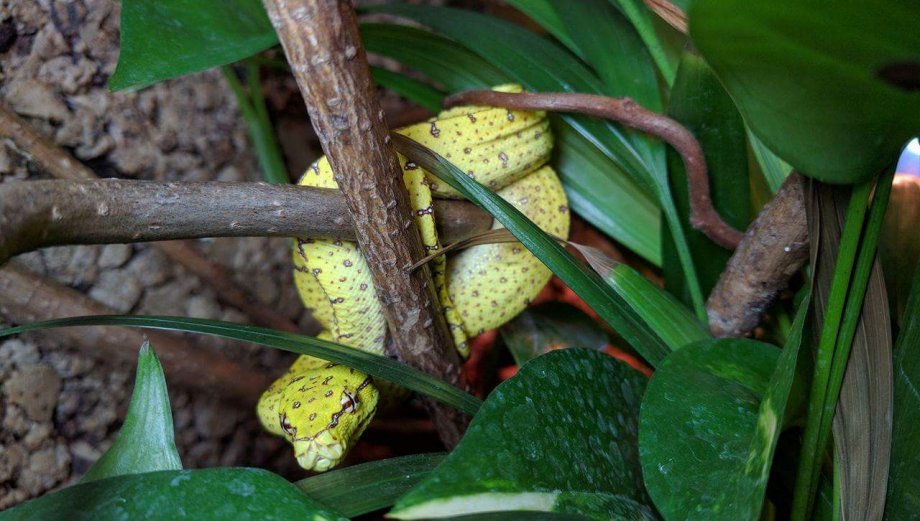 Morelia viridis - zeleni piton