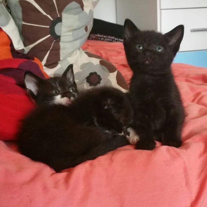 3 mačići i mama hitno traže dom