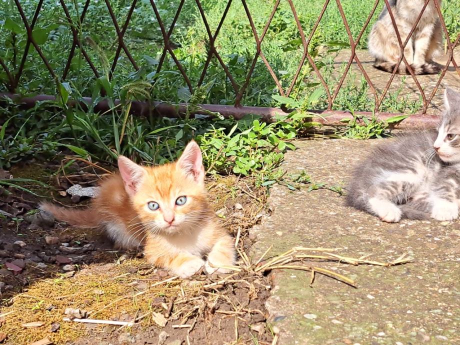 4 čupave mace Udomljavanje