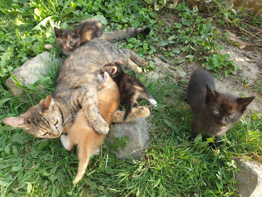 4 slatka mačića traze dom