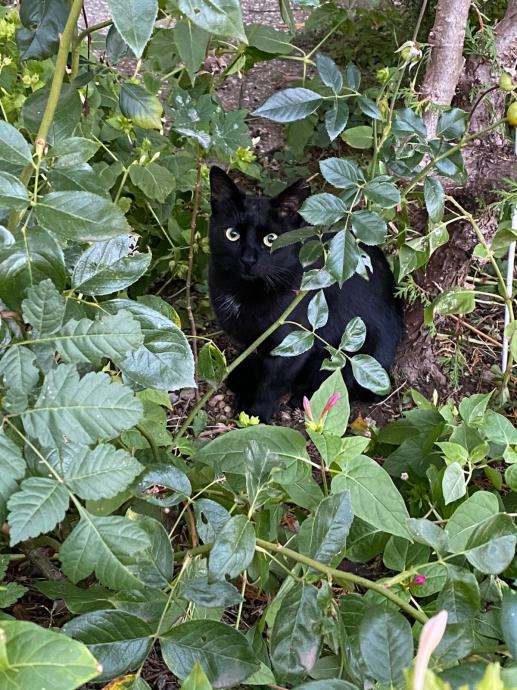 Blentavo pitomi crni mačak