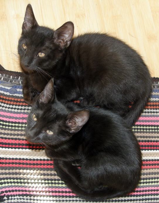 Crni mačići traže dom