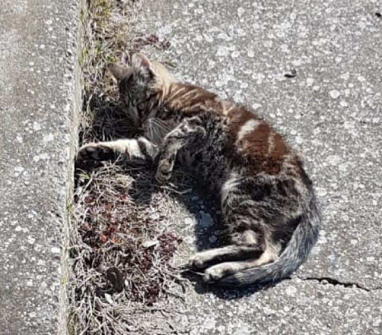 Dvije mace za udomiti