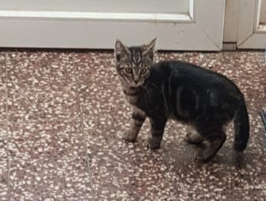 Dvije mace za udomiti