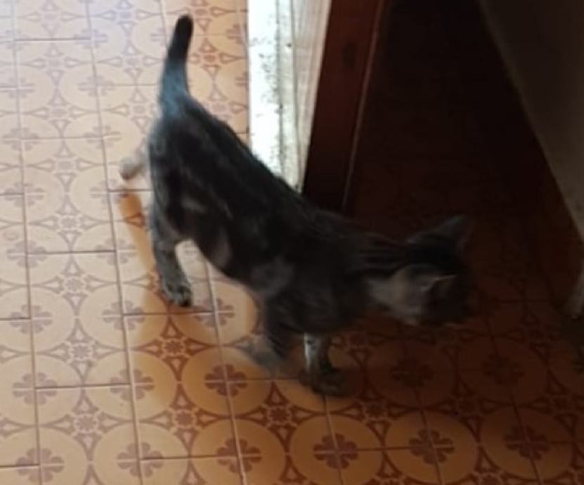 Dvije mace za udomiti