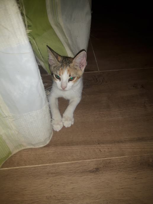 Dvije mace za udomljavanje