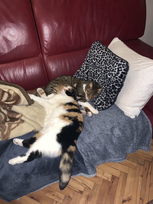 DVIJE MACE ZA UDOMLJENJE