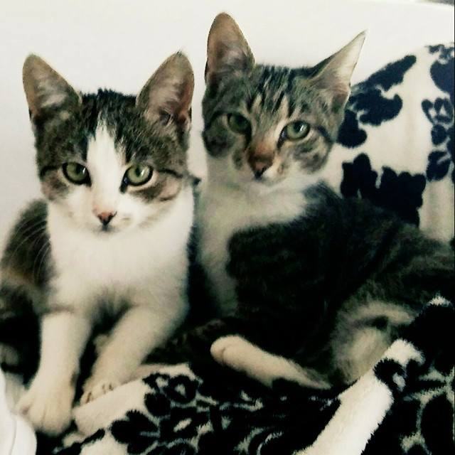 Dvije prekrasne mace traže dom - Mia i Mila