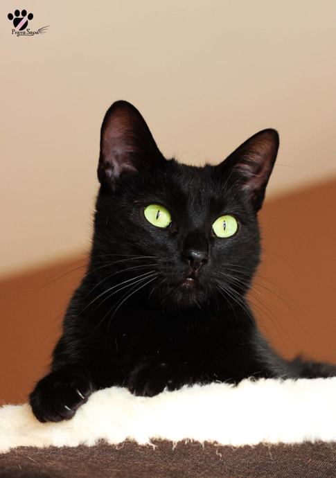 nježna crna maca