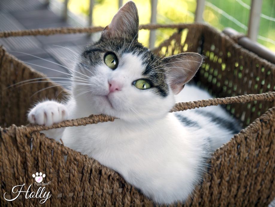 Holly - skromna, umiljata i draga maca, traži dom.