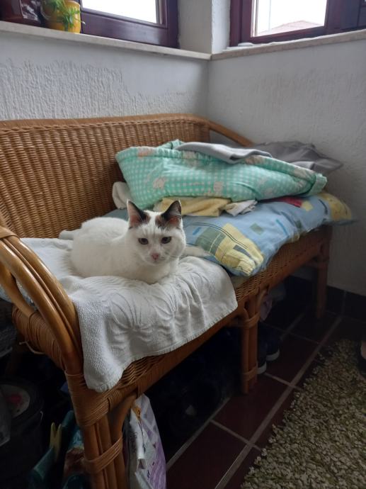 Maca Bella za udomiti