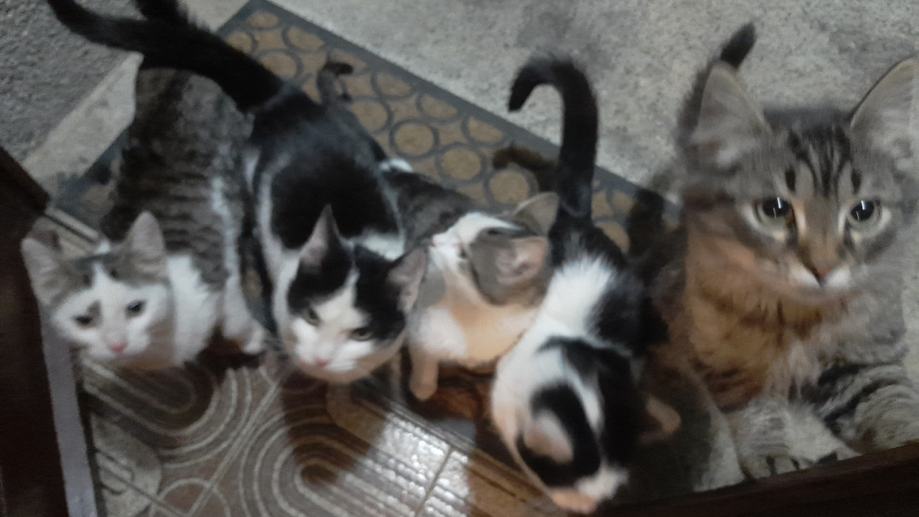 Mace stare 7 mjeseci za udomljavanje