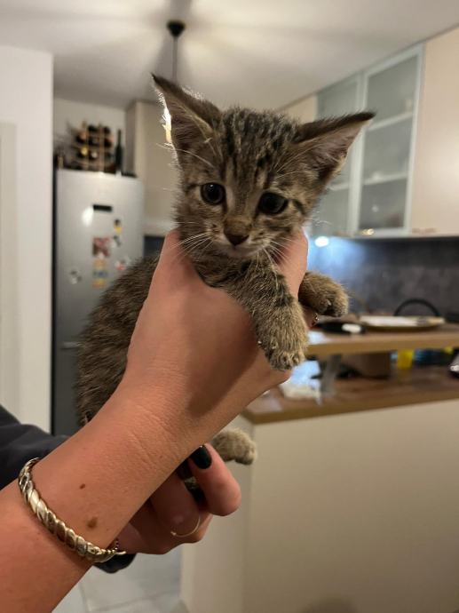 ‼️HITNO‼️ Mačići za udomiti.