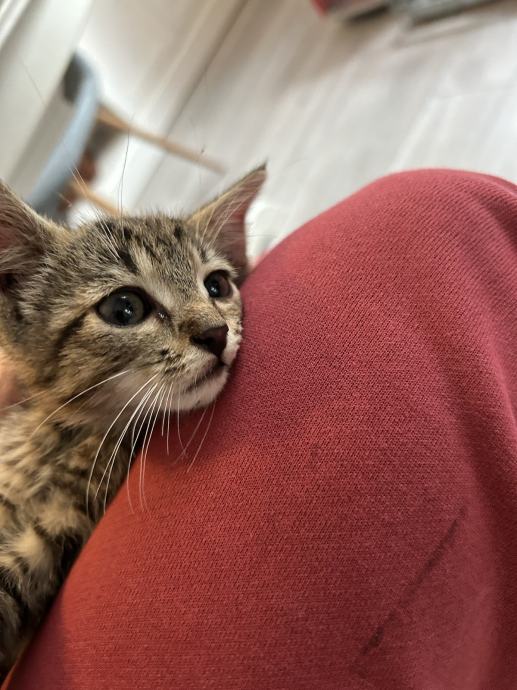 ‼️HITNO‼️ Mačići za udomiti.