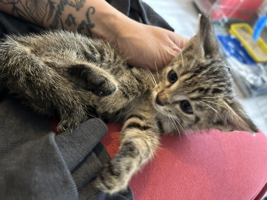 ‼️HITNO‼️ Mačići za udomiti.