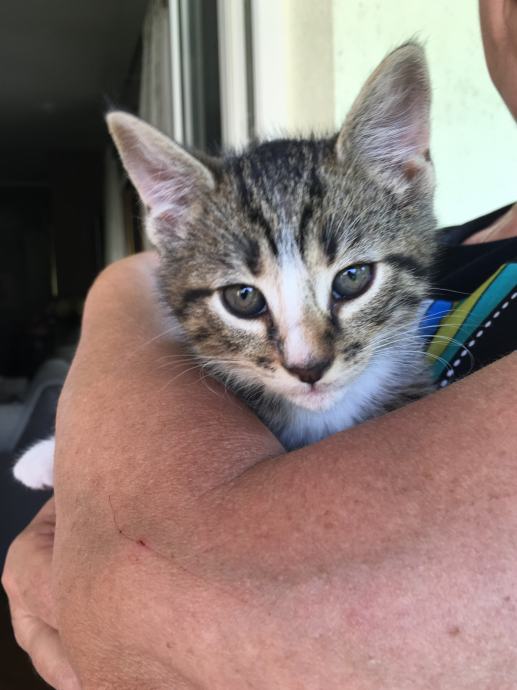 Mace za udomljavanje