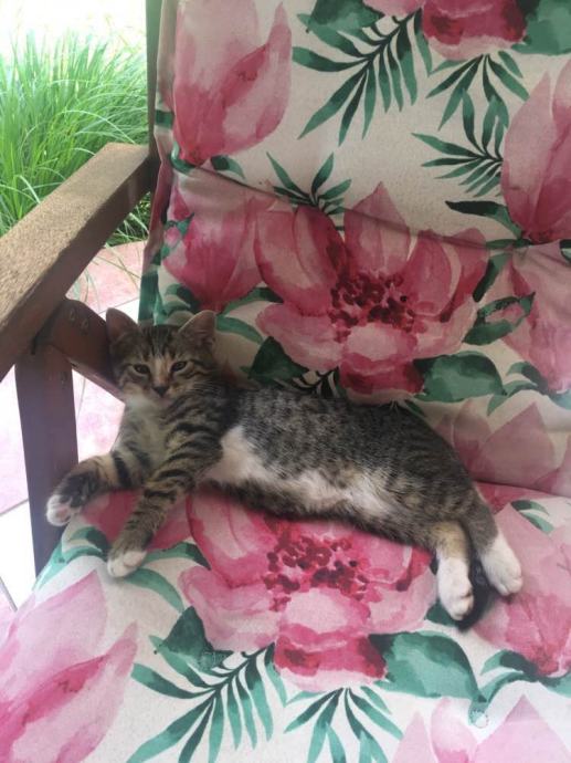 Mace za udomljavanje