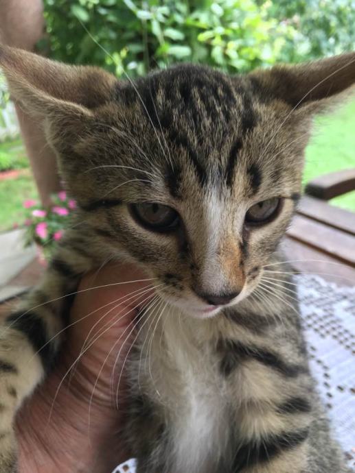 Mace za udomljavanje