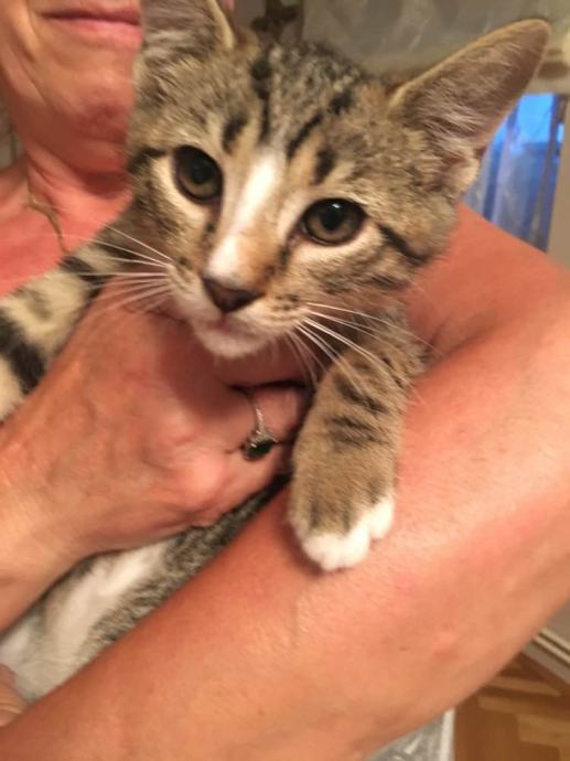 Mace za udomljavanje