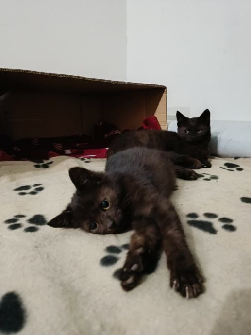 Mace za udomljavanje