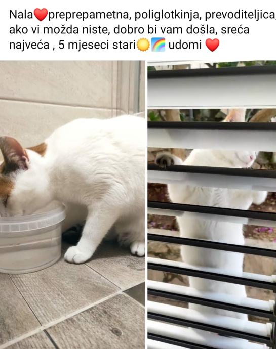 Mace za udomljavanje, zagreb