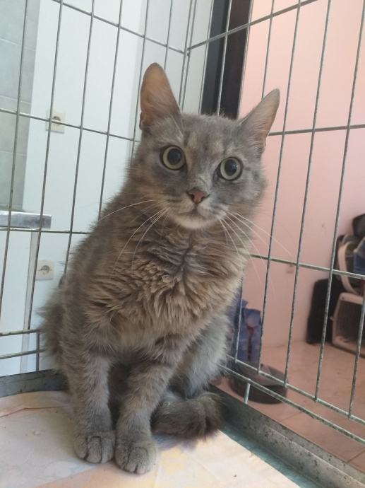 Mačići i mačke za udomljavanje