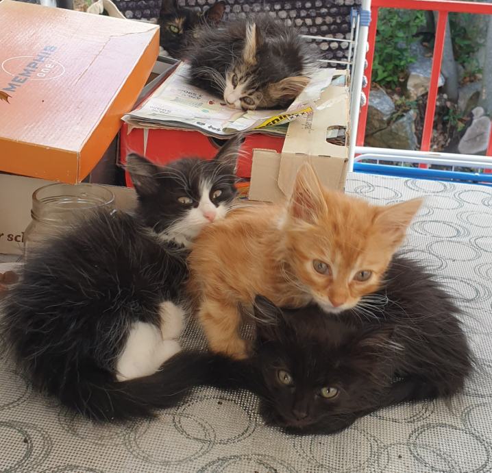 Mačići za udomljavanje