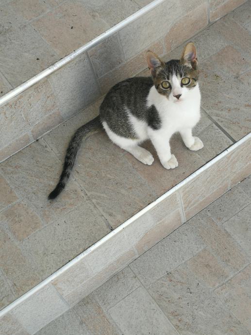 Macka za udomit 4 mjeseca mala maca mlada maca