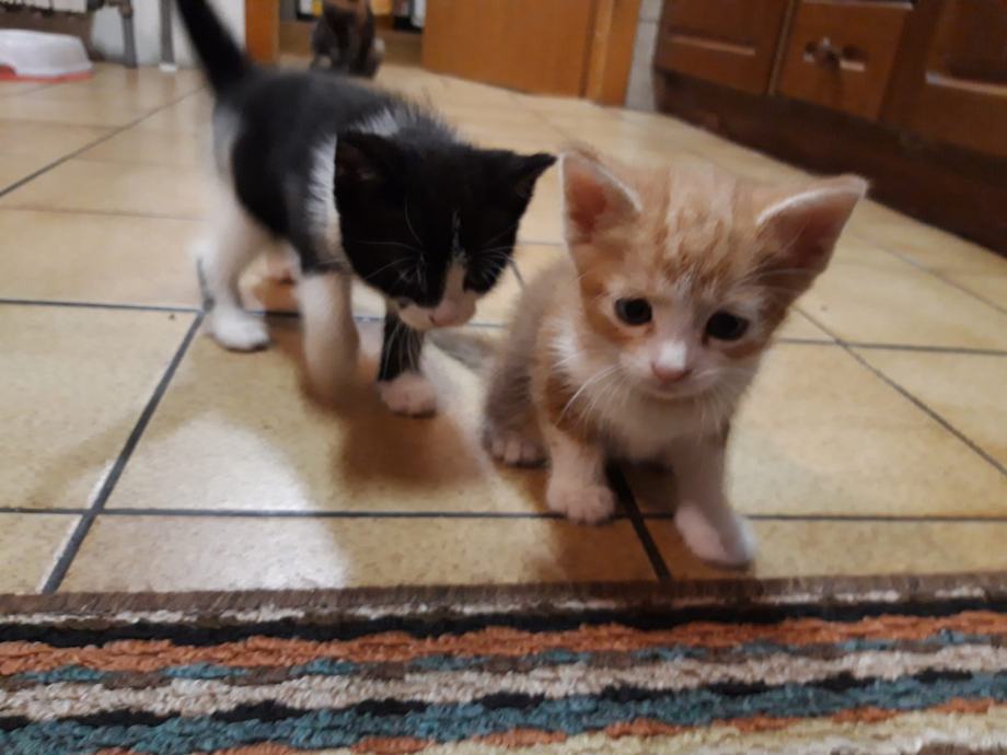 Mačke za udomljavanje