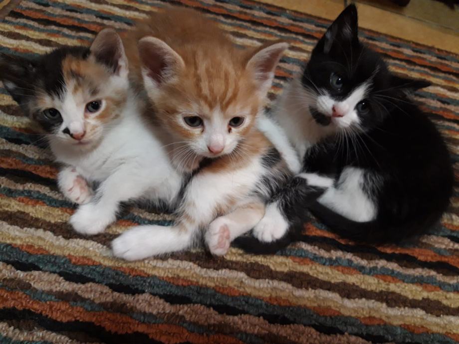 Mačke za udomljavanje