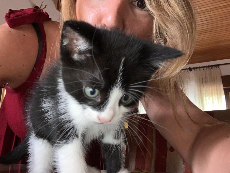 Mačke za udomljavanje