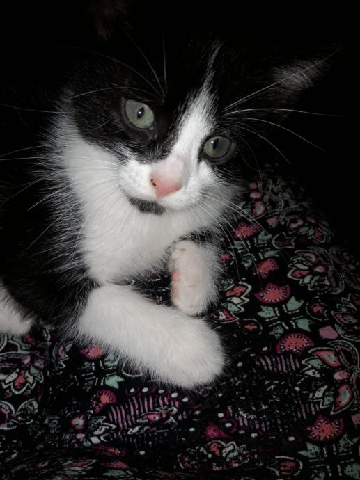 Mačke za udomljavanje